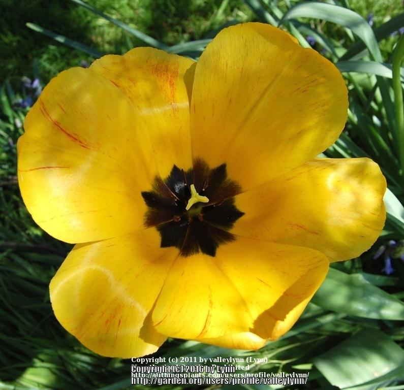 Photo of Tulips (Tulipa) uploaded by valleylynn