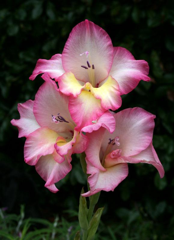 Gladiolus Plant Care and Collection of Varieties