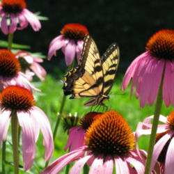 Location: central Illinois
Date: 2008-07-12
Butterflies adore