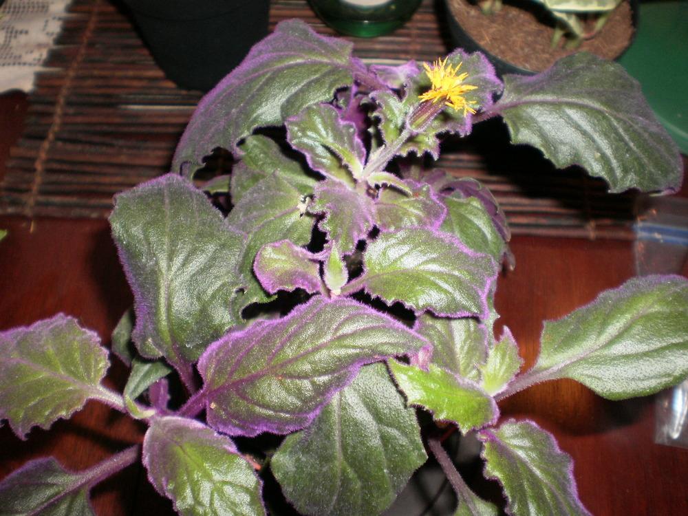 Photo of Purple Velvet Plant (Gynura aurantiaca 'Purple Passion') uploaded by SongofJoy