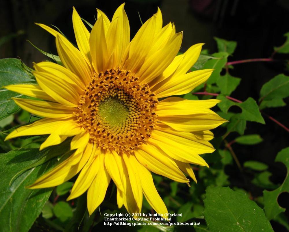 Photo of Sunflowers (Helianthus annuus) uploaded by bonitin