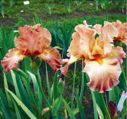 Photo of Tall Bearded Iris (Iris 'Dodge City') uploaded by Calif_Sue