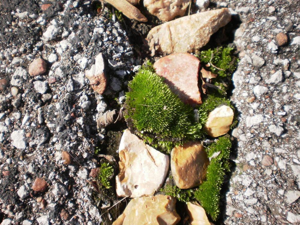 Photo of Irish Moss (Sagina subulata) uploaded by SongofJoy