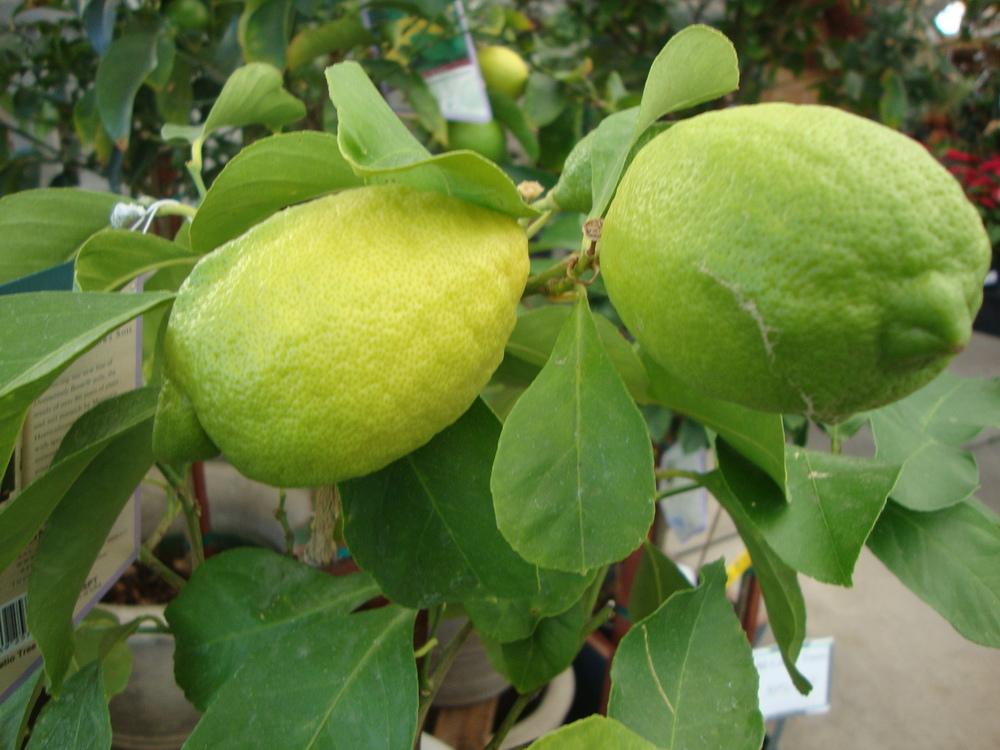 Photo of Lemon (Citrus x limon) uploaded by Paul2032