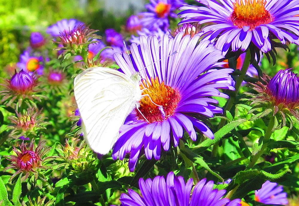 Photo of Asters (Aster) uploaded by jmorth