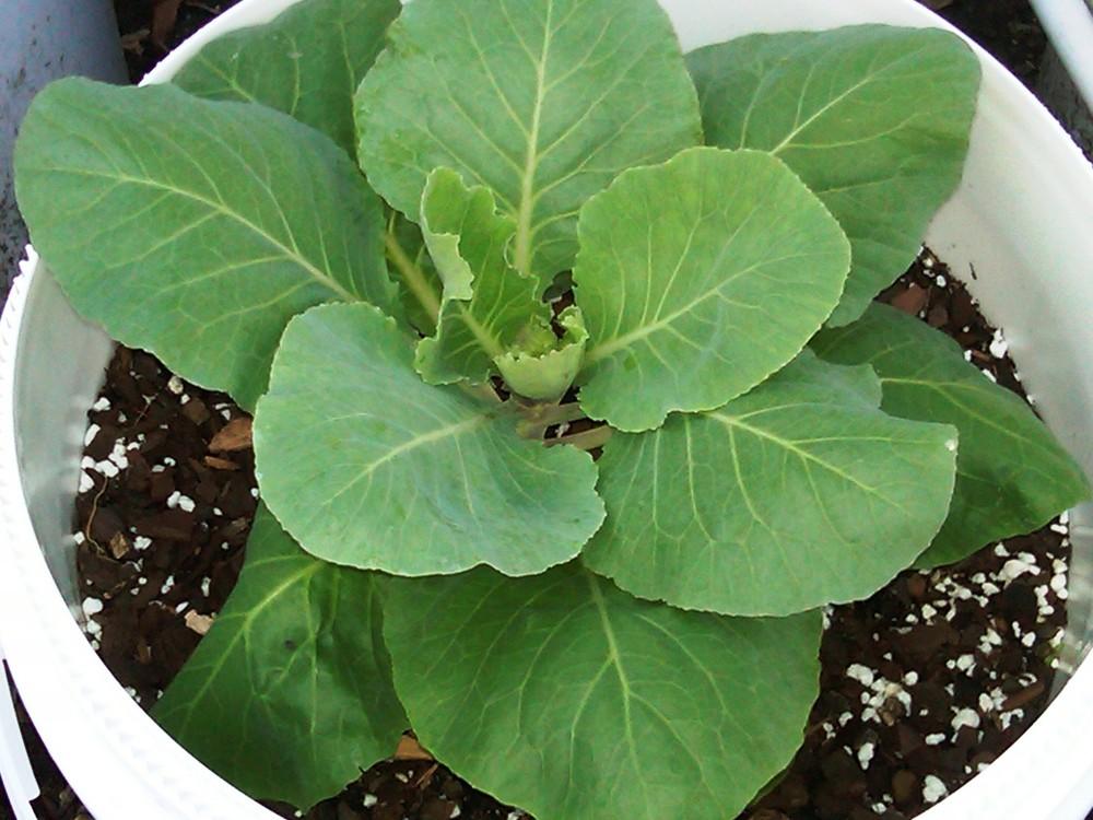 Photo of Cabbage (Brassica oleracea var. capitata 'Early Jersey Wakefield') uploaded by Gymgirl