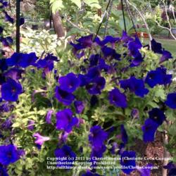 Location: Waukesha, Wi  
Date: August 2011
one of many purple hanging petunias I keep in my yard during the 