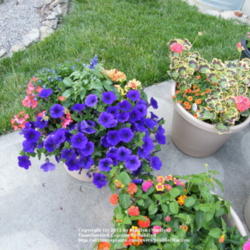 Location: My garden in Kentucky
Date: 2008-06-02
'Supertunia Royal Velvet' in a mixed container.  The color is act