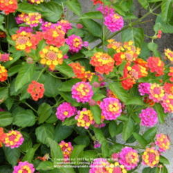 Location: My garden in Kentucky
Date: 2008-06-21
There are 2 different varieties of Lantana growing in this contai