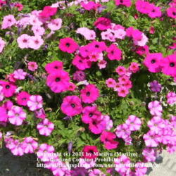 Location: My garden in Kentucky
Date: 2008-06-21
There are 'Supertunia Royal Magenta', 'Supertunia Vista Bubblegum