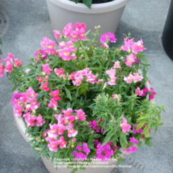 Location: My garden in Kentucky
Date: 2008-05-31
In a container with rose colored Verbena.