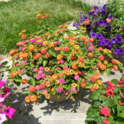 Location: My garden in Kentucky
Date: 2008-06-21
There are 2 different varieties of Lantana growing in this contai