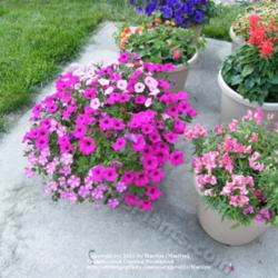 Location: My garden in Kentucky
Date: 2008-06-02
There are 'Supertunia Royal Magenta' (2), 'Supertunia Vista Bubbl