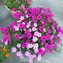 Location: My garden in Kentucky
Date: 2008-06-02
There are 'Supertunia Royal Magenta', 'Supertunia Vista Bubblegum