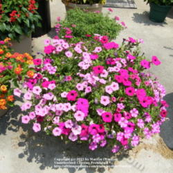Location: My garden in Kentucky
Date: 2008-06-21
There are 'Supertunia Royal Magenta', 'Supertunia Vista Bubblegum