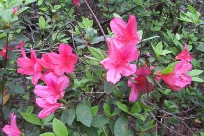 Photo of Satsuki Azalea (Rhododendron indicum) uploaded by hementia