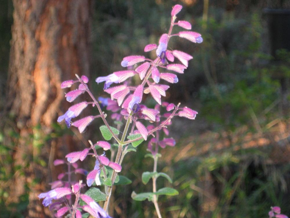 Photo of Salvia (Salvia semiatrata) uploaded by wcgypsy