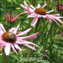 Location: My garden in Kentucky
Date: 2006-06-24
#Pollination