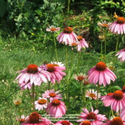 Location: My garden in Kentucky
Date: 2006-07-07
#Pollination