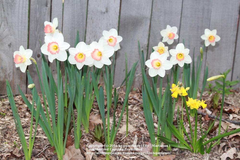 Photo of Large-Cupped Daffodil (Narcissus 'Pink Charm') uploaded by sgardener