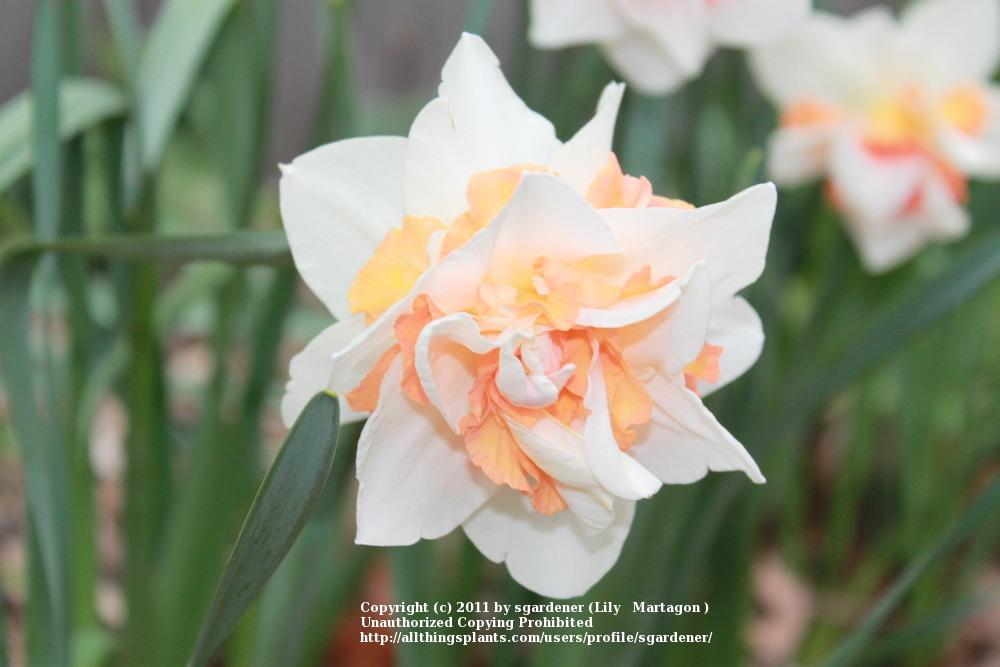 Photo of Double Daffodil (Narcissus 'Replete') uploaded by sgardener