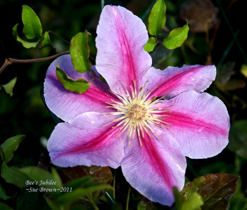 Photo of Clematis 'Bees' Jubilee' uploaded by Calif_Sue