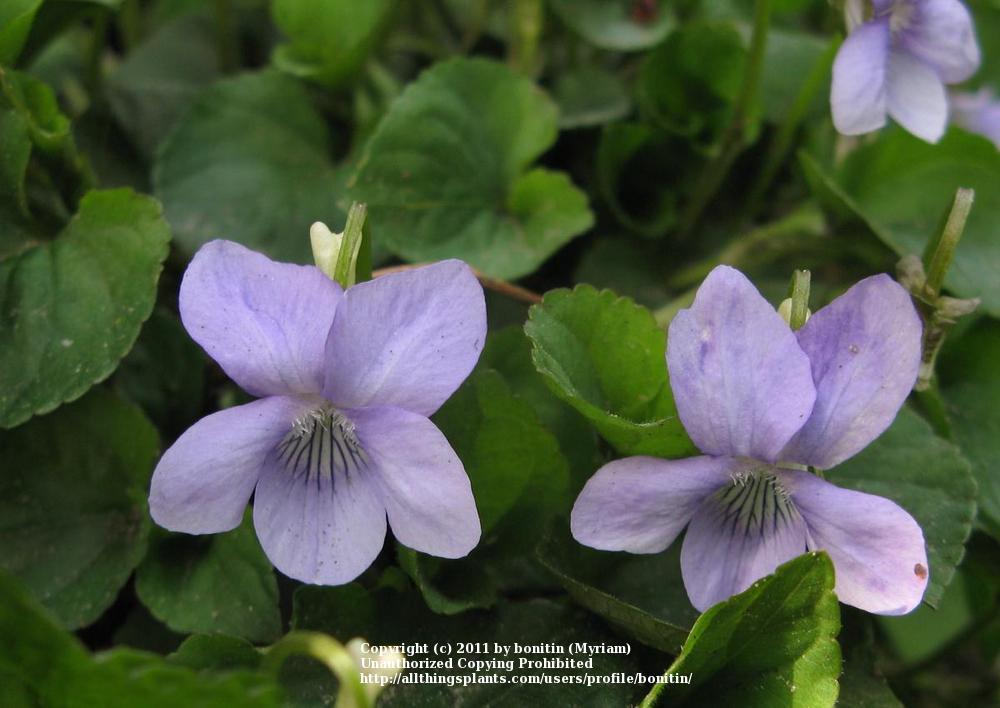 Photo of Common Blue Violet (Viola sororia) uploaded by bonitin