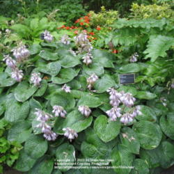 Location: Montréal Botanical Garden
Date: 2011-07-13
'Zager Blue'