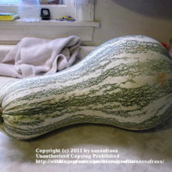 
Date: 2011-09-11
Green Striped Cushaw