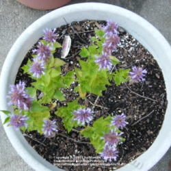 Location: My garden in Kentucky
Date: 2011-07-09
Growing 'Color Spires Steel Blue' in a container, even though it'