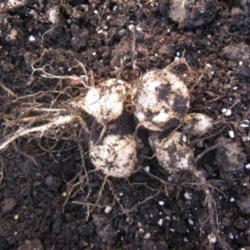 Location: Indiana  Zone 5
Date: 2010-10-31
freshly dug tuber of bedding dahlia