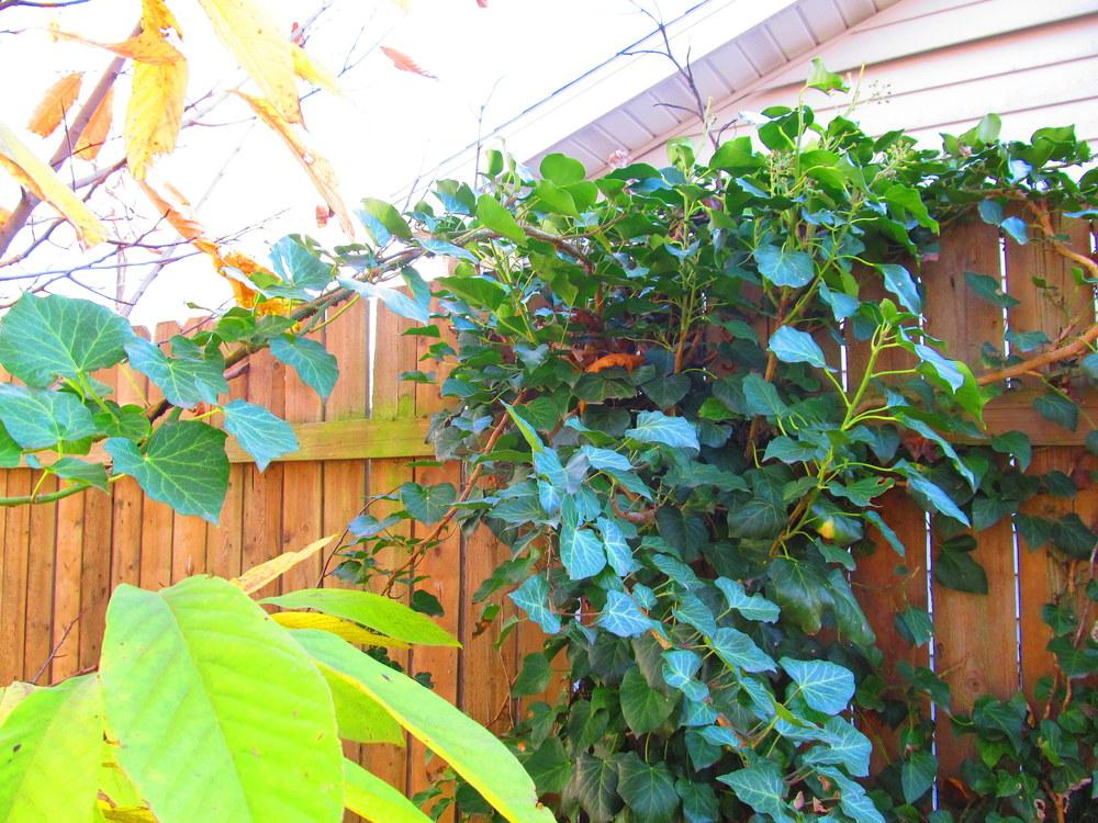 Photo of English Ivy (Hedera helix) uploaded by jmorth