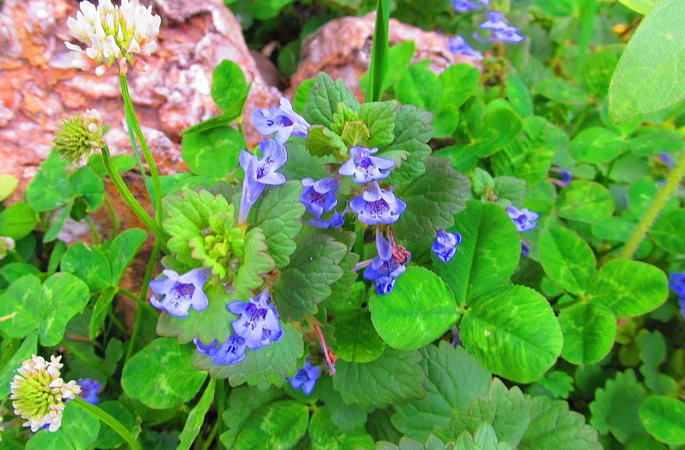 Photo of Creeping Charlie (Glechoma hederacea) uploaded by jmorth