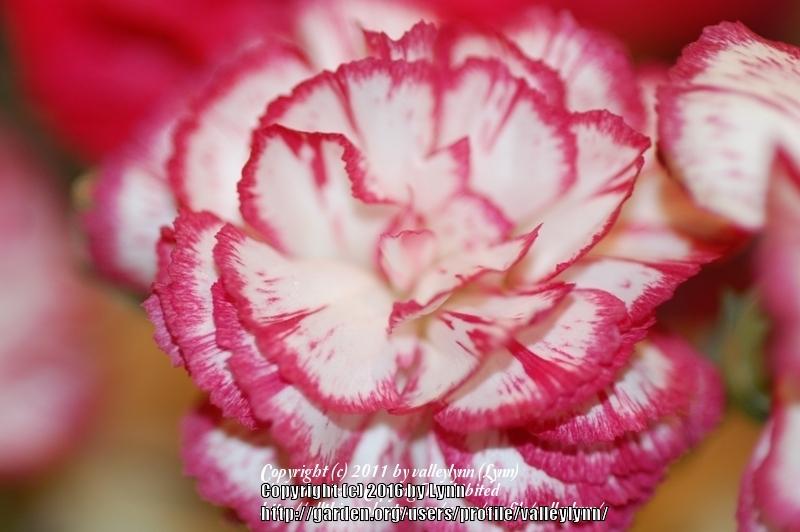 Photo of Dianthus uploaded by valleylynn