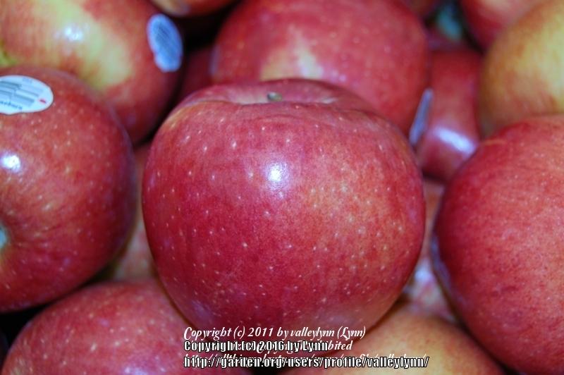 Photo of Apple (Malus domestica 'Braeburn') uploaded by valleylynn