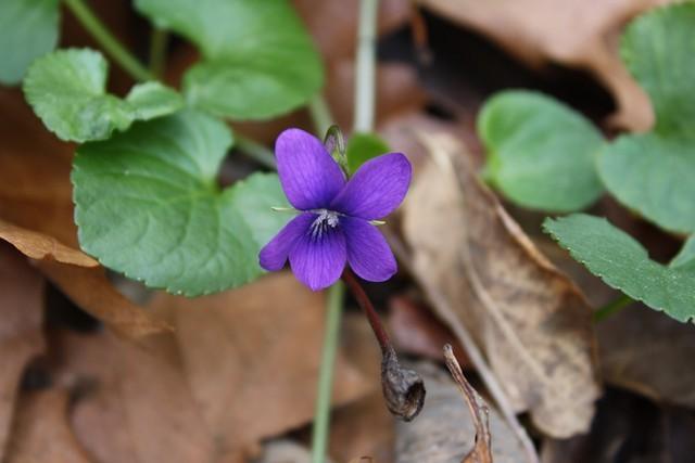 Photo of Sweet Violet (Viola odorata) uploaded by gingin