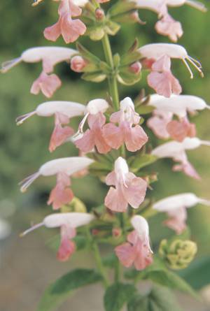 Photo of Sage (Salvia coccinea Summer Jewel™ Pink) uploaded by paulgrow