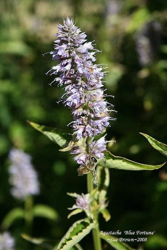 Photo of Anise Hyssop (Agastache 'Blue Fortune') uploaded by Calif_Sue