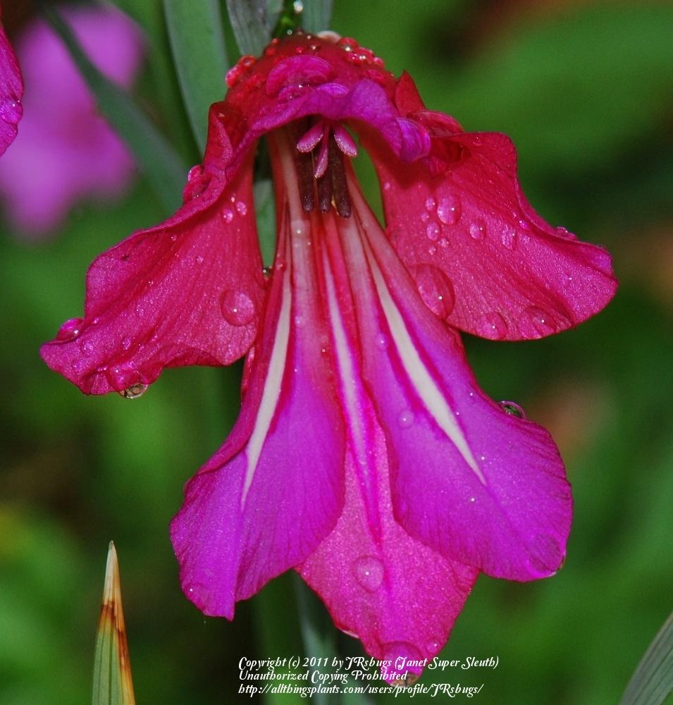 Gladiolus Plant Care and Collection of Varieties