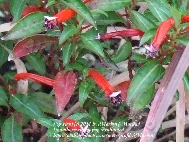 Photo of Firecracker Plant (Cuphea ignea) uploaded by Marilyn