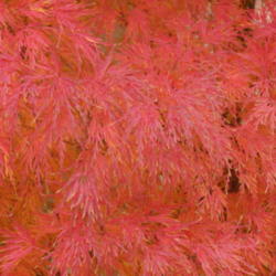 Location: My sister's garden in Bakersfield, CA
Date: Dec. 2, 2011
Fall foliage - great color for Bakersfield!
