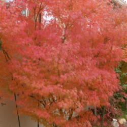 Location: My sister's garden in Bakersfield, CA
Date: Dec. 2, 2011
Incredible fall foliage color for Bakersfield!