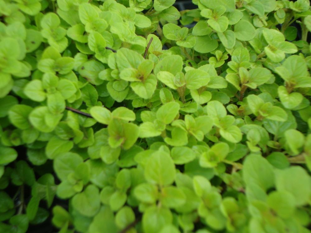 Oreganos Plant Care and Collection of Varieties