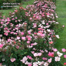 Location: San Jose Municipal Rose Garden
Date: 2009-05-04