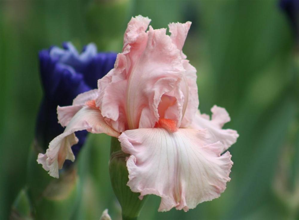 Photo of Tall Bearded Iris (Iris 'Happenstance') uploaded by KentPfeiffer
