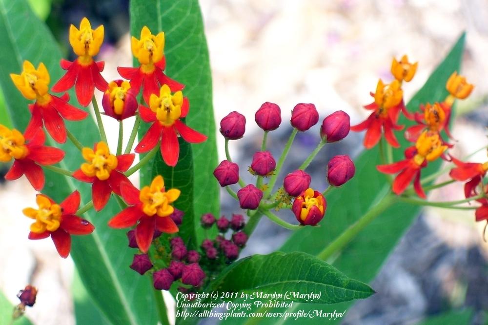 Photo of Tropical Milkweed (Asclepias curassavica) uploaded by Marylyn