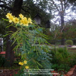 Location: Fielder House Butterfly garden Arlington, Texas.
Date: Summer 2010
This plant is a must have for the butterfly garden.