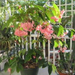 Location: Orlando Florida
Date: 2011-04-14
Begonia coccinea
