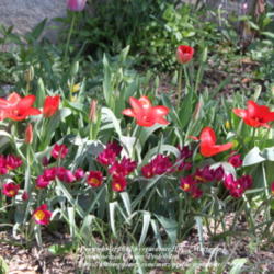 Location: Illinois
Date: 2011-05-06
T. humilis 'Odalisque' and T. Gregii 'Oriental Beauty'