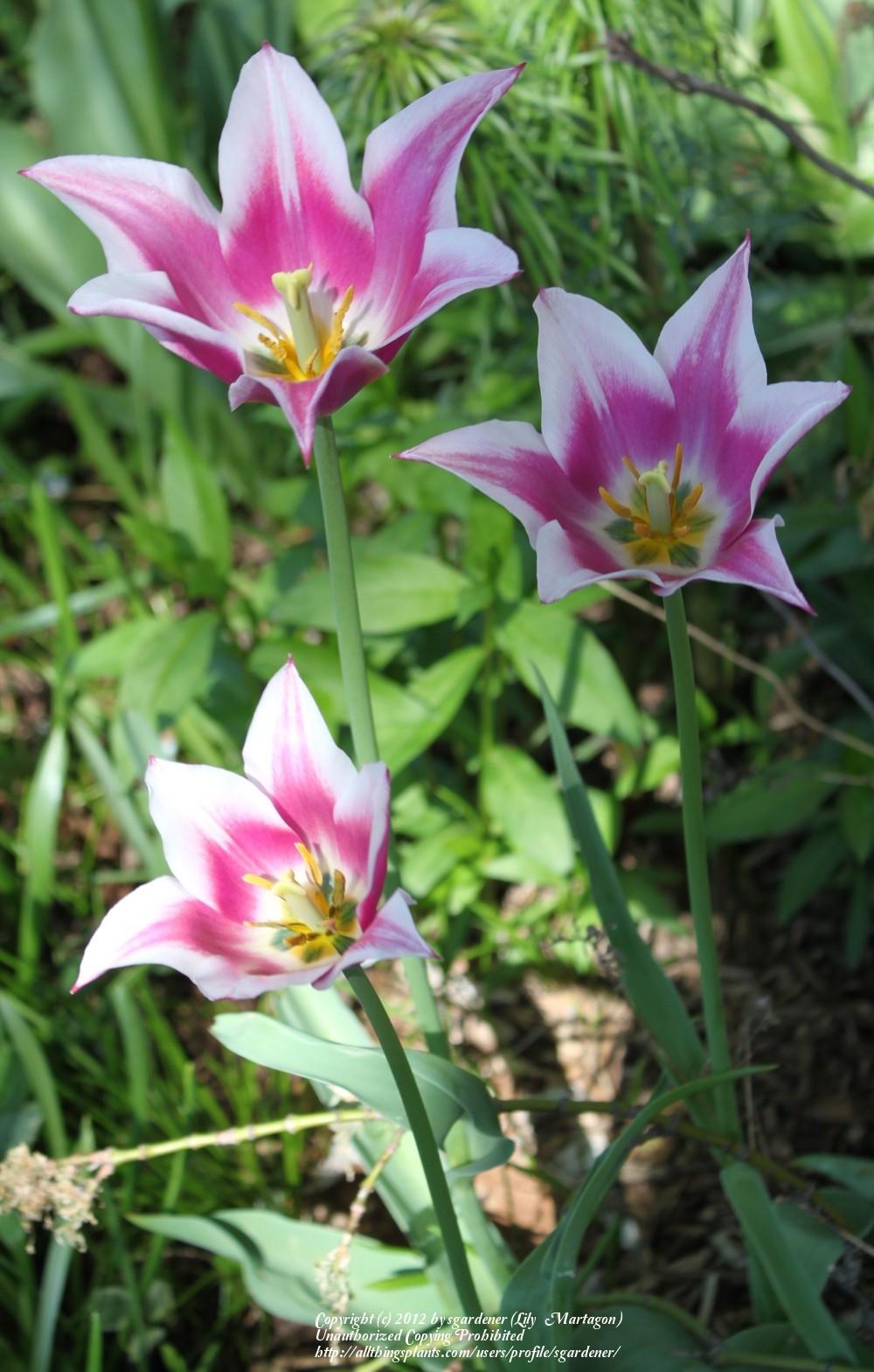 Photo of Lily Flowering Tulip (Tulipa 'Ballade') uploaded by sgardener